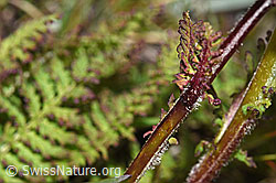 Knolliges Läusekraut (Pedicularis tuberosa) (F190465)