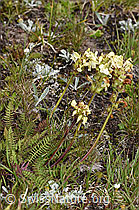 Knolliges Läusekraut (Pedicularis tuberosa) (F190468)