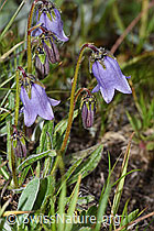 Bärtige Glockenblume (Campanula barbata) (08.08.2021, F190469)
