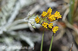 Graues Greiskraut (Senecio incanus) (F190506) Graues Greiskraut (Senecio incanus) (F190506)