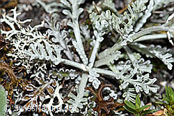 Graues Greiskraut (Senecio incanus) (F190507) Graues Greiskraut (Senecio incanus) (F190507)