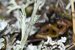 Graues Greiskraut (Senecio incanus) (F190508) Graues Greiskraut (Senecio incanus) (F190508)