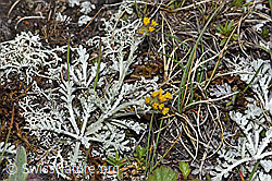 Graues Greiskraut (Senecio incanus) (F190509) Graues Greiskraut (Senecio incanus) (F190509)
