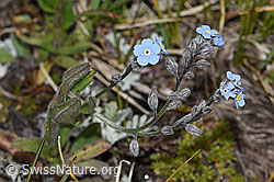 Alpen-Vergissmeinnicht (Myosotis alpestris) (F190519) Alpen-Vergissmeinnicht (Myosotis alpestris) (F190519)
