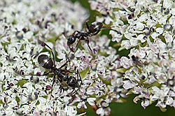 Formica lemani (Waldameise) auf Zwerg-Mutterwurz (Ligusticum mutellinoides) (F190521) Formica lemani (Waldameise) auf Zwerg-Mutterwurz (Ligusticum mutellinoides) (F190521)