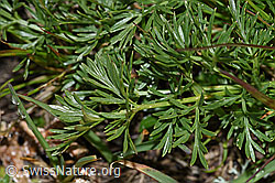 Zwerg-Mutterwurz (Ligusticum mutellinoides) (08.08.2021, F190528)
