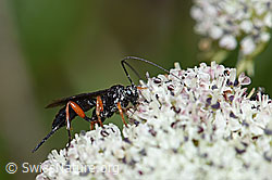 Hoplocryptus bellosus (Schlupfwespe) auf Zwerg-Mutterwurz (Ligusticum mutellinoides) (F190530) Hoplocryptus bellosus (Schlupfwespe) auf Zwerg-Mutterwurz (Ligusticum mutellinoides) (F190530)