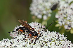 Hoplocryptus bellosus (Schlupfwespe) auf Zwerg-Mutterwurz (Ligusticum mutellinoides) (F190533) Hoplocryptus bellosus (Schlupfwespe) auf Zwerg-Mutterwurz (Ligusticum mutellinoides) (F190533)