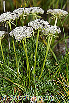 Zwerg-Mutterwurz (Ligusticum mutellinoides) (08.08.2021, F190534)