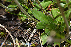 Stumpfblättriger Mannsschild (Androsace obtusifolia) (F190542) Stumpfblättriger Mannsschild (Androsace obtusifolia) (F190542)
