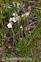 Stumpfblättriger Mannsschild (Androsace obtusifolia) (08.08.2021, F190544)