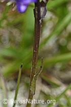 Foto: Halbkugelige Rapunzel (Phyteuma hemisphaericum)