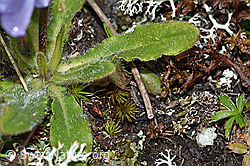 Bärtige Glockenblume (Campanula barbata) (F190561) Bärtige Glockenblume (Campanula barbata) (F190561)