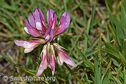 Alpen-Klee (Trifolium alpinum) (F190567) Alpen-Klee (Trifolium alpinum) (F190567)