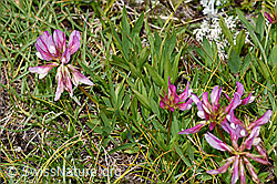 Alpen-Klee (Trifolium alpinum) (F190569) Alpen-Klee (Trifolium alpinum) (F190569)