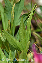 Alpen-Klee (Trifolium alpinum) (F190570) Alpen-Klee (Trifolium alpinum) (F190570)