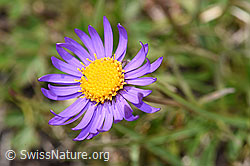 Alpen-Aster (Aster alpinus) (08.08.2021, F190582)