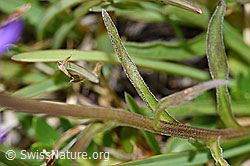 Foto: Alpen-Aster (Aster alpinus)