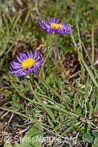 Alpen-Aster (Aster alpinus) (08.08.2021, F190586)