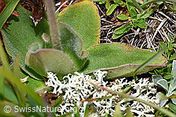 Foto: Arnika (Arnica montana)