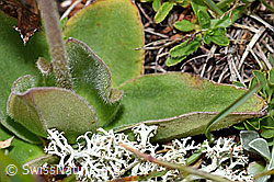 Foto: Arnika (Arnica montana)