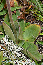 Foto: Arnika (Arnica montana)