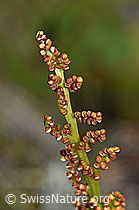 Echte Mondraute (Botrychium lunaria) (F190609) Echte Mondraute (Botrychium lunaria) (F190609)