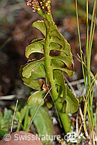 Echte Mondraute (Botrychium lunaria) (F190610) Echte Mondraute (Botrychium lunaria) (F190610)
