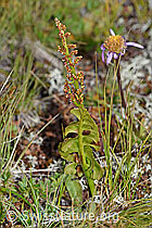Echte Mondraute (Botrychium lunaria) (F190611) Echte Mondraute (Botrychium lunaria) (F190611)
