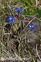 Photo: Gentiana nivalis
