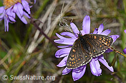 Baldrian-Scheckenfalter (Melitaea diamina) auf Alpen-Aster (Aster alpinus) (08.08.2021, F190630)