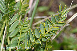 Foto: Alpen-Spitzkiel (Oxytropis campestris)
