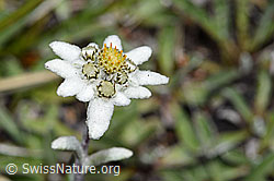 Edelweiss (Leontopodium alpinum) (08.08.2021, F190637)
