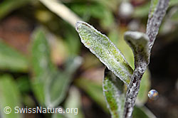 Edelweiss (Leontopodium alpinum) (F190638) Edelweiss (Leontopodium alpinum) (F190638)