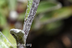 Edelweiss (Leontopodium alpinum) (F190639) Edelweiss (Leontopodium alpinum) (F190639)