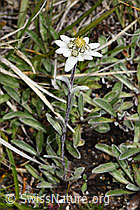 Edelweiss (Leontopodium alpinum) (08.08.2021, F190641)