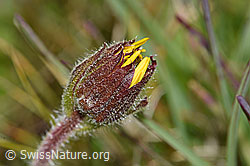 Foto: Arnika (Arnica montana)