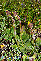 Arnika (Arnica montana) (F190666)