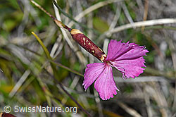 Foto: Stein-Nelke (Dianthus sylvestris)