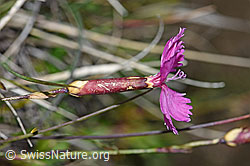 Foto: Stein-Nelke (Dianthus sylvestris)