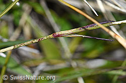 Foto: Stein-Nelke (Dianthus sylvestris)