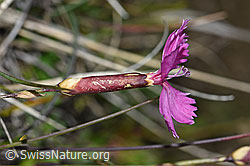 Foto: Stein-Nelke (Dianthus sylvestris)