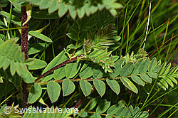 Foto: Alpenlinse (Astragalus penduliflorus)