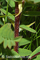 Foto: Alpenlinse (Astragalus penduliflorus)