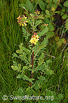 Foto: Alpenlinse (Astragalus penduliflorus)