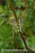 Photo: Valeriana versifolia