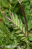 Photo: Valeriana versifolia
