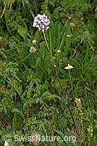 Photo: Valeriana versifolia