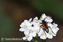 Moschus-Schafgarbe (Achillea erba-rotta)