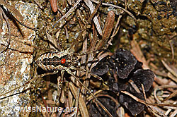 Gemeiner Gebirgsweberknecht (Mitopus morio) (F190733)